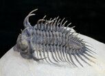 Amazing Spiny Comura Trilobite - #9469-7